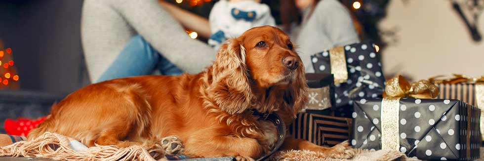 Adottare un animale domestico: una scelta responsabile